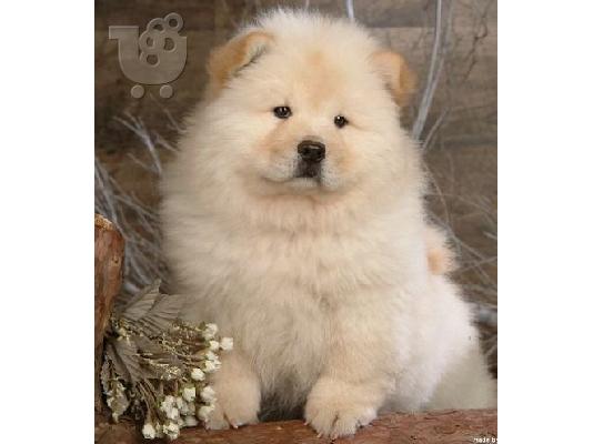 PoulaTo: Chow chow λευκά καθαρόαιμα